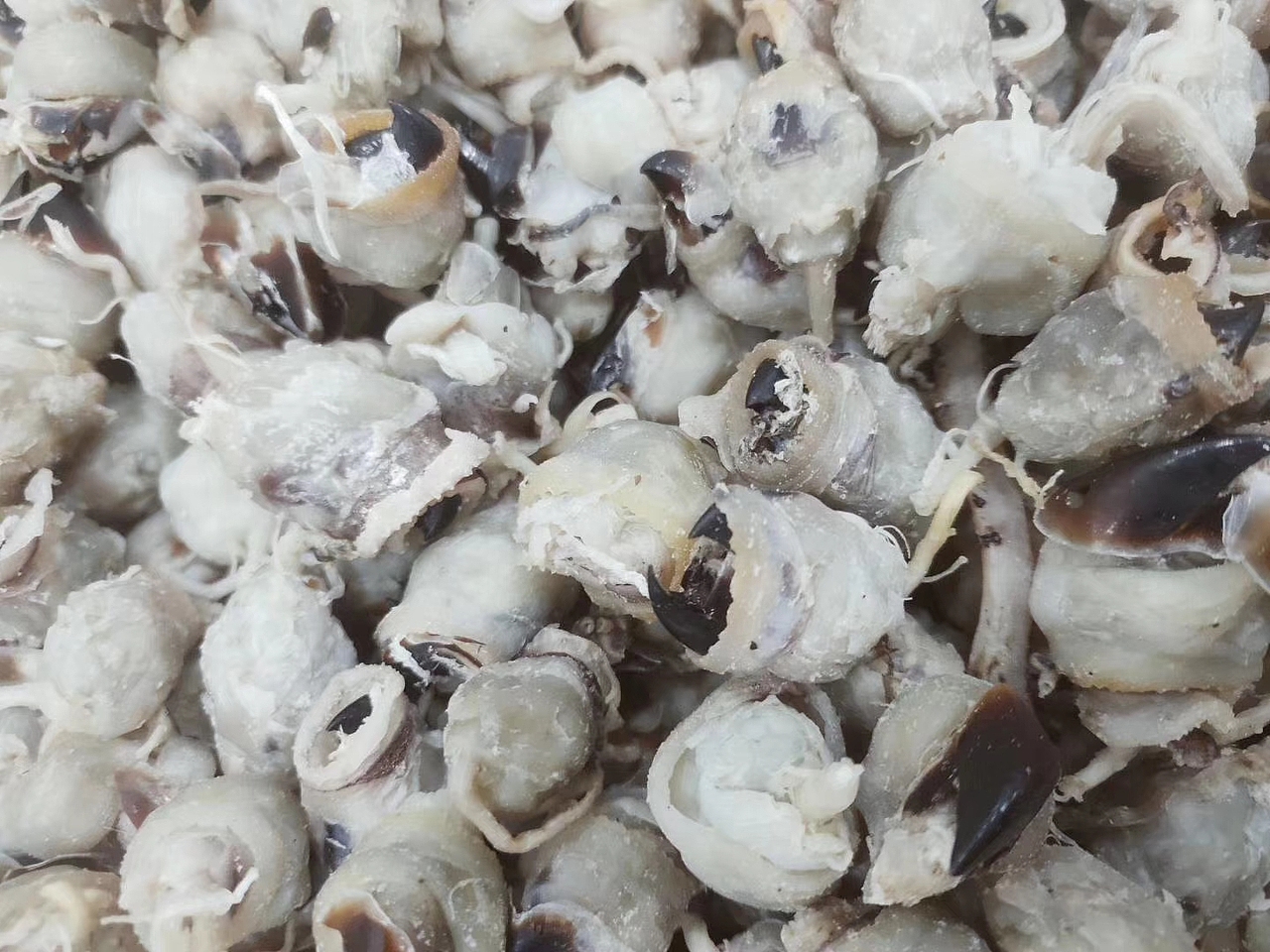 霞浦--杂类鱼各种品种。