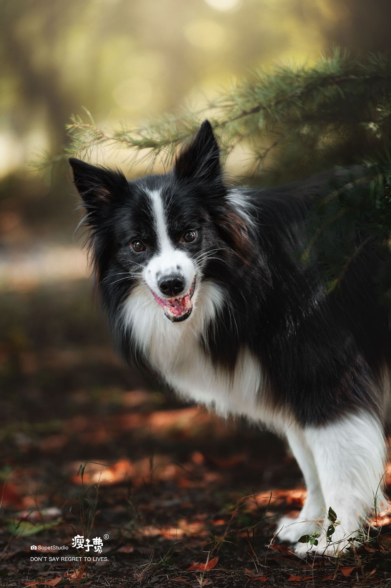 古灵精怪（图ZMzI0MTg1ODY4） - 宠物摄影 - 站酷设计师宠物摄影师瘦子费原创素材 - 站酷ZCOOL