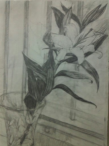 素描 百合