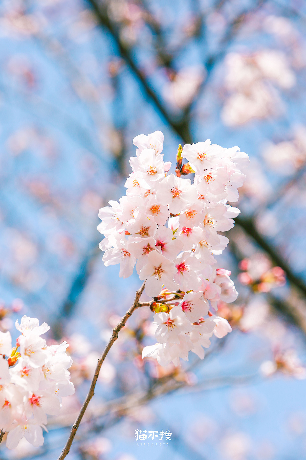 愿我们的人生也如这般绚烂,一路繁花似锦