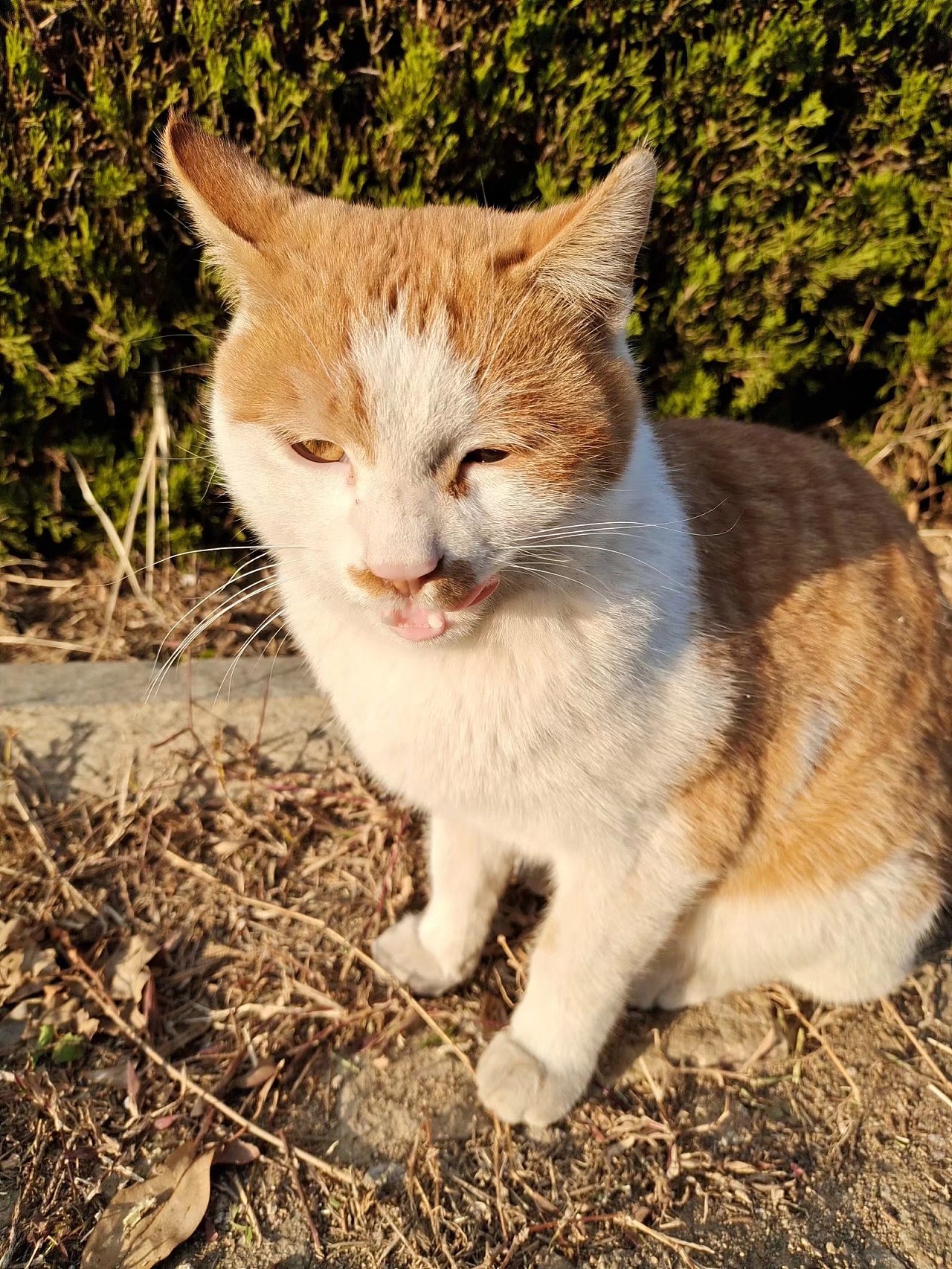 校园阿黄小橘猫