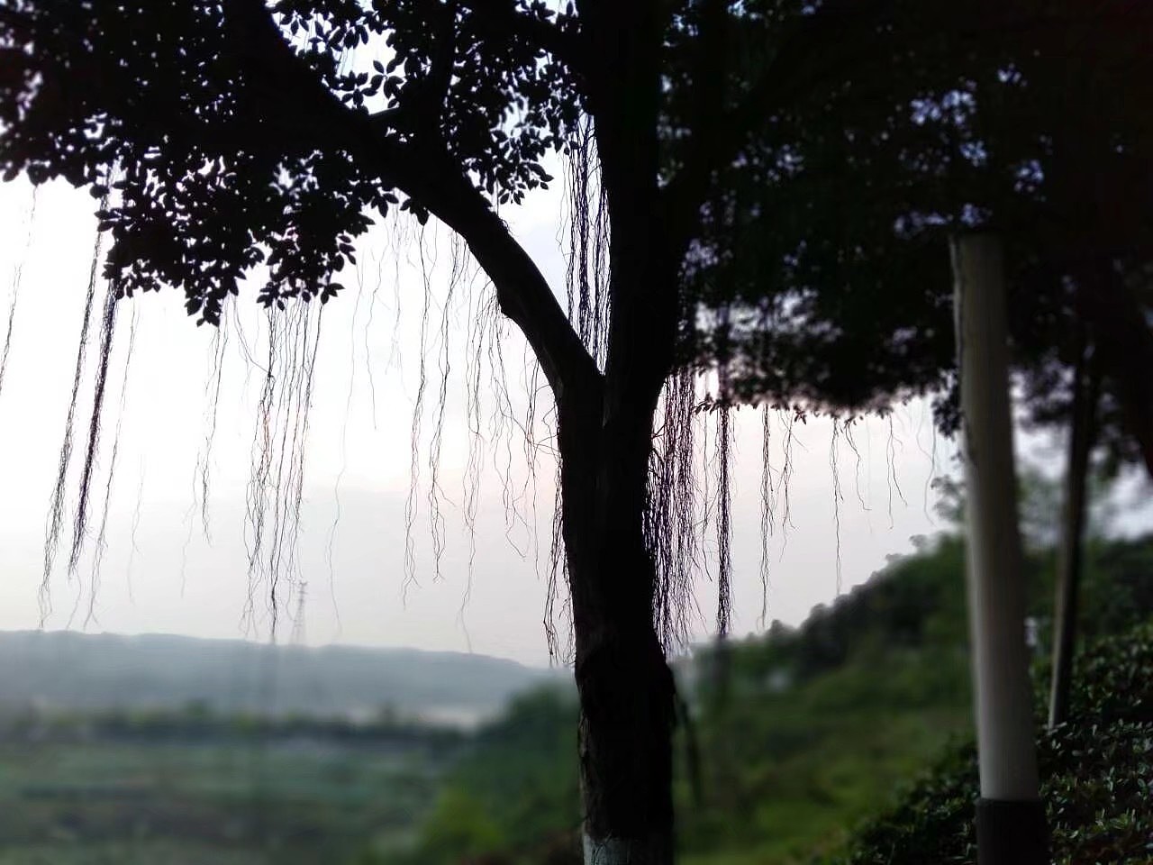 trees
