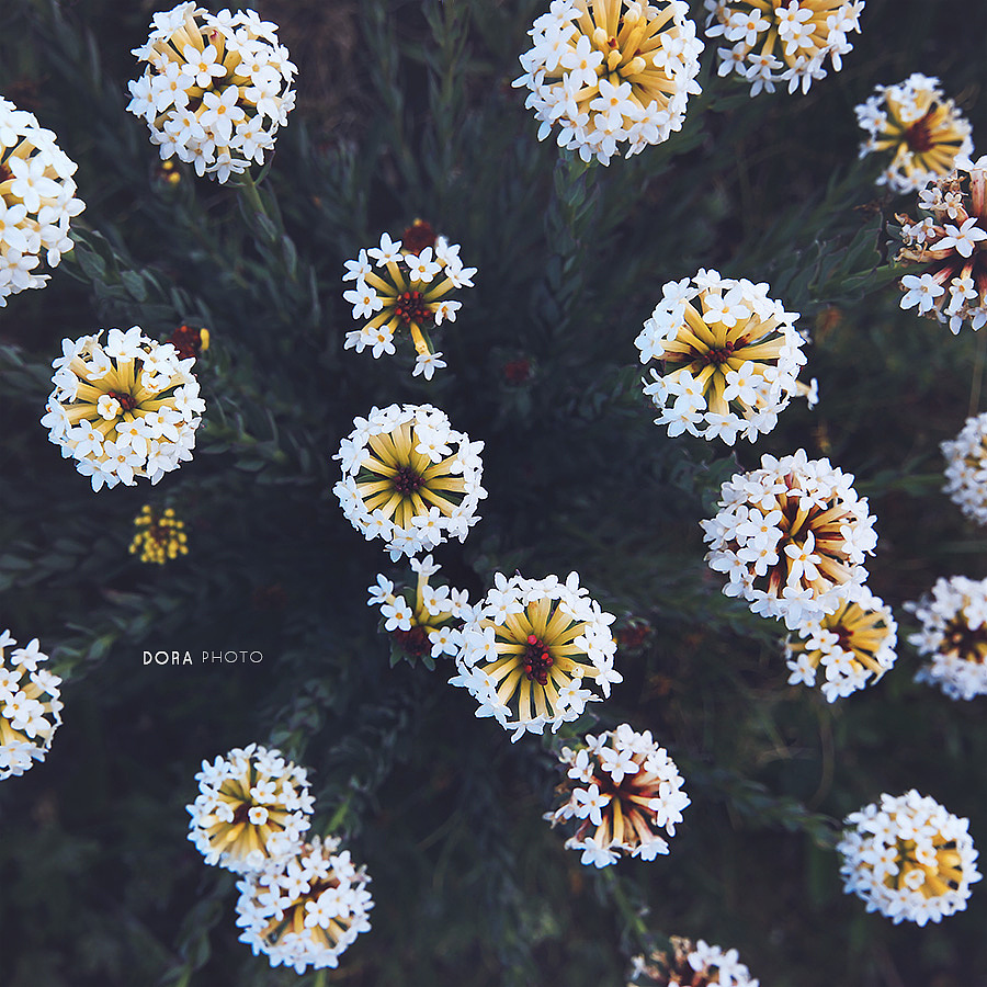 一场繁花（图ZMTI4NjA1NzYw） - 风光摄影 - 站酷设计师朵拉影像原创素材 - 站酷ZCOOL