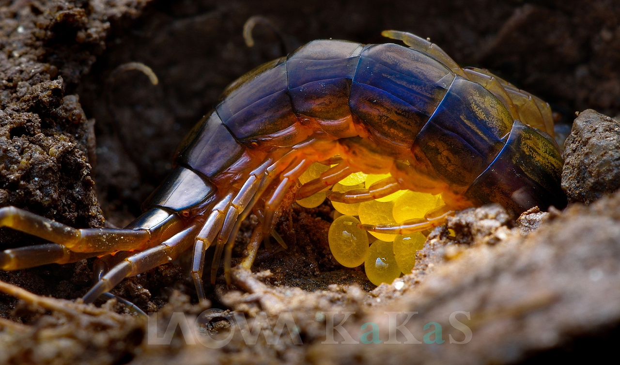 五毒之---蜈蚣|摄影|风光摄影|瓜哥微距摄影 - 原创作品 - 站酷