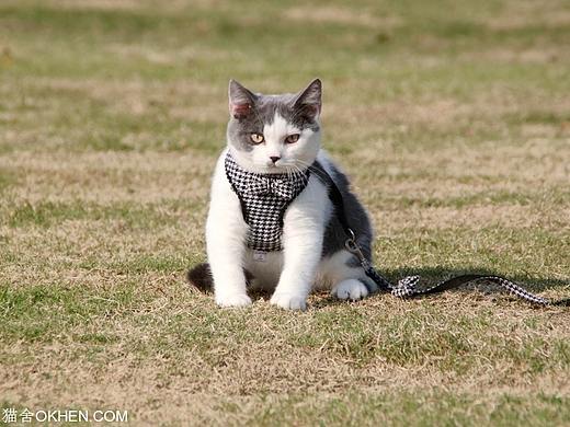 3-6-1 英国短毛猫 蓝白色 公 肥雪-鼻子右侧一点蓝