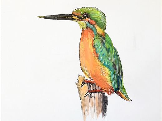 中央美院毕业裴俊飞老师妈妈拉艺术学院速写动物百灵鸟