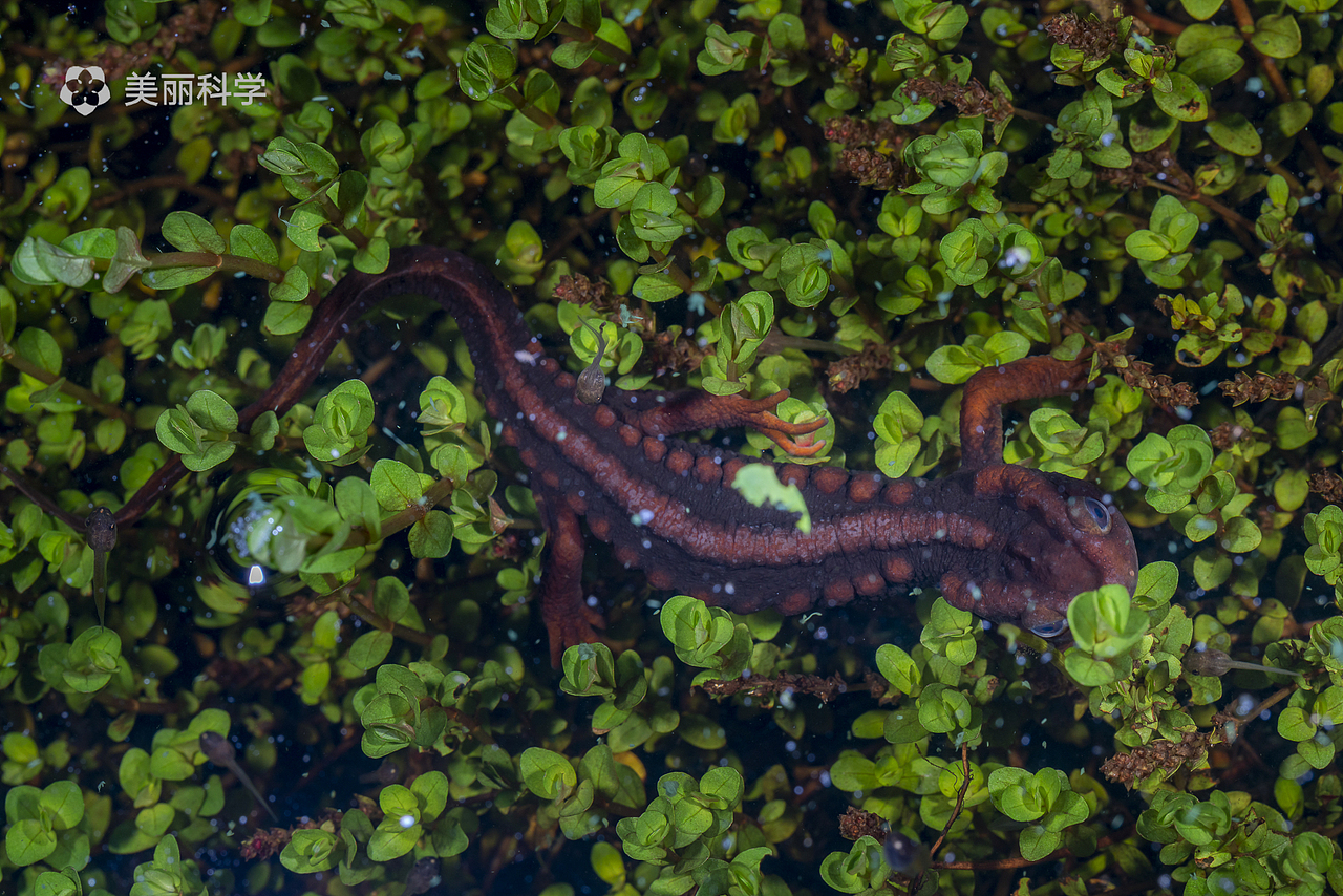 雨季前往积水坑中繁殖的棕黑疣螈,它旁边是一些双斑树蛙的蝌蚪.