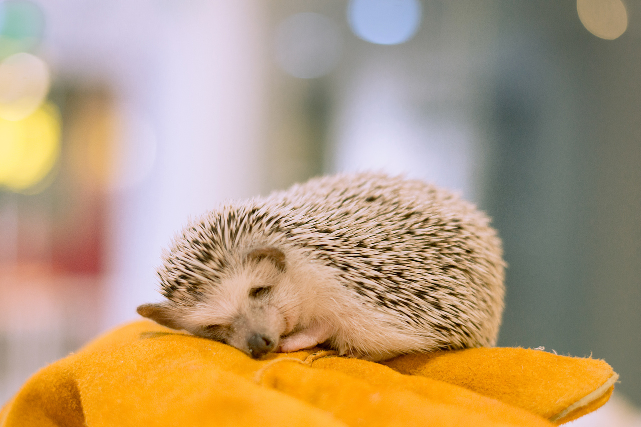 宠物摄影|【小怪兽】