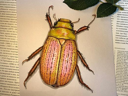 昆虫系列画作