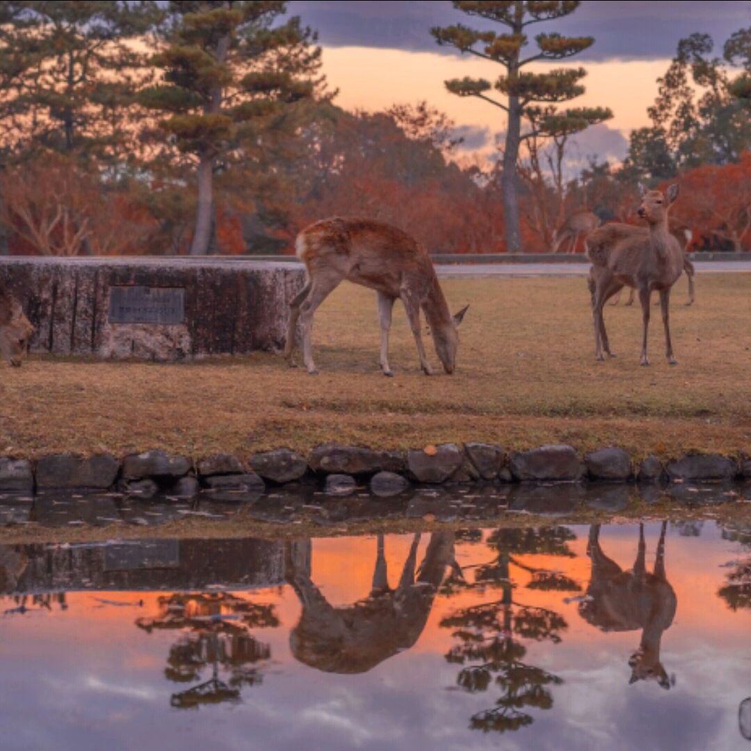 麋鹿在森林的個人主頁（背景預(yù)覽） - 主頁背景設(shè)置 - 站酷設(shè)計師麋鹿在森林原創(chuàng)素材 - 站酷ZCOOL