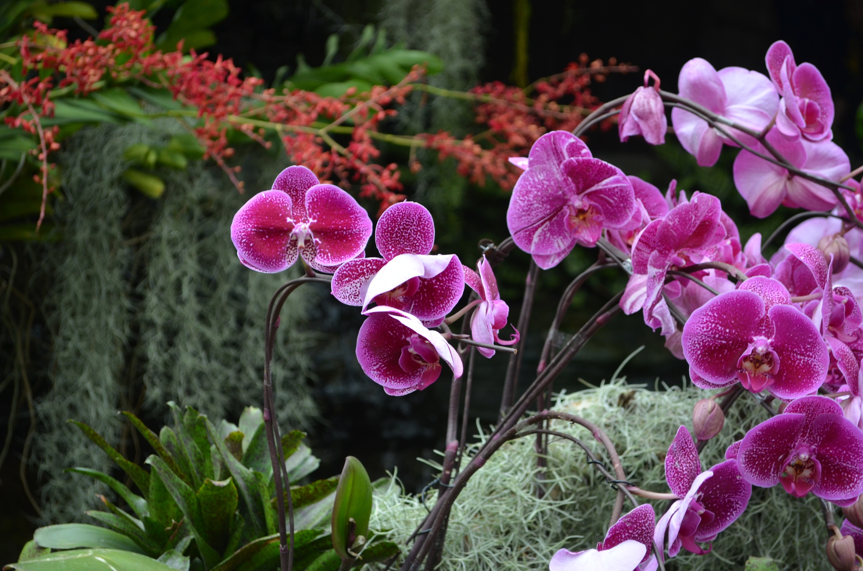 treeing宸森 —— 花里胡哨之花儿的花样年华