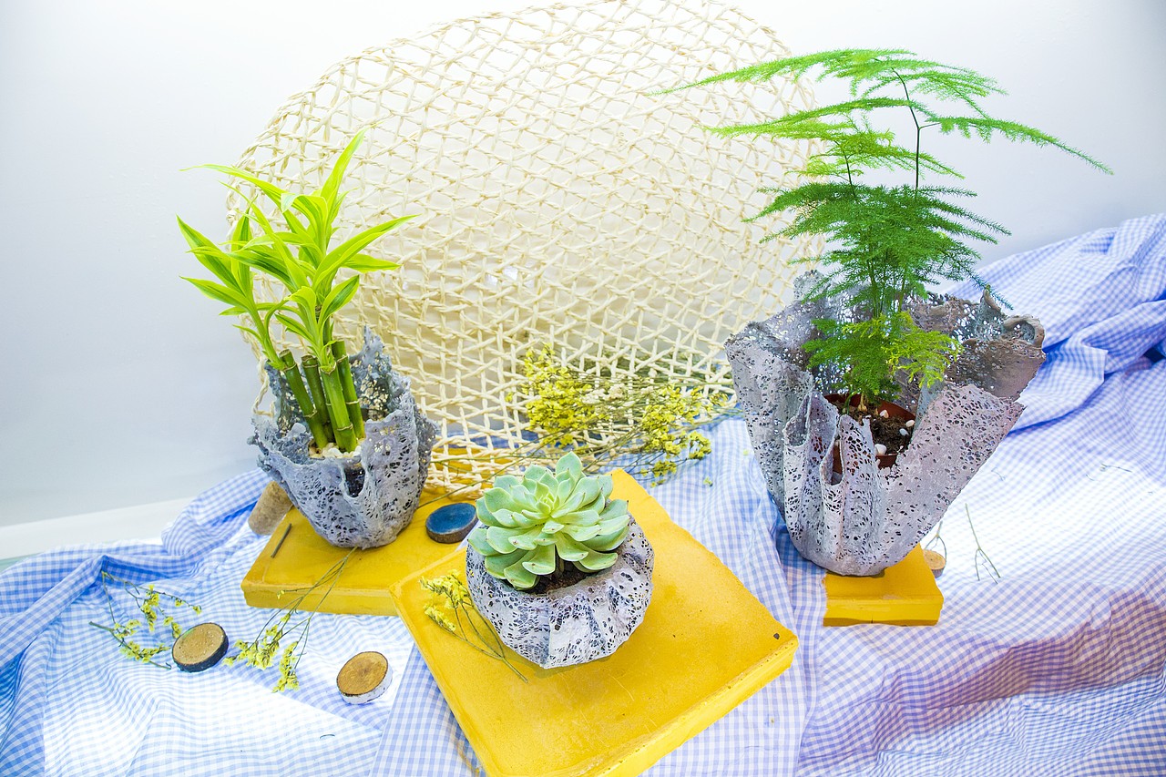 创意花盆设计青春答卷2017