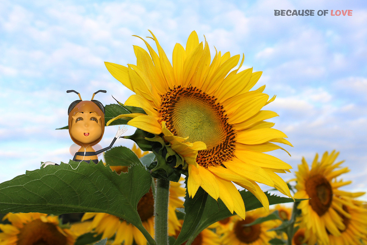 华为花粉吉祥物设计-- 蜂仔