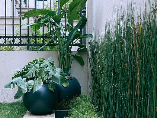 园林景观植物摄影 室内空间绿植拍摄 饰品花卉拍照