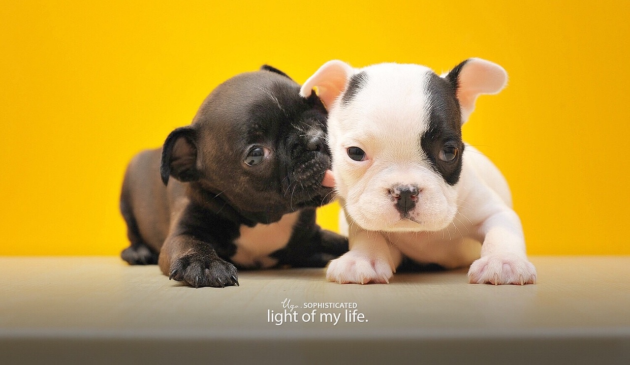 用境摄 去影心【动物摄影师何某某个人作品4】