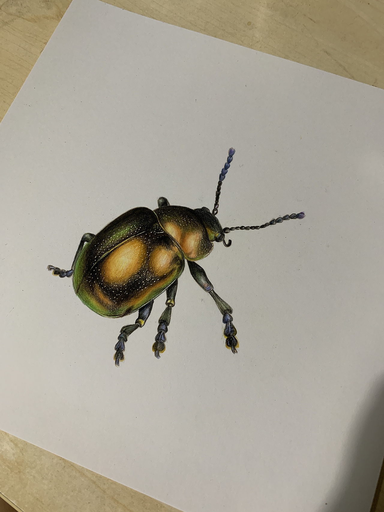 彩铅昆虫(内附过程图)|插画|绘本|从心漫生活_原创作品-站酷zcool