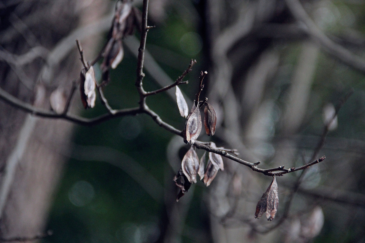 小舟垟草木录（图ZOTg3NDU1NTI=） - 风光摄影 - 站酷设计师那九原创素材 - 站酷ZCOOL