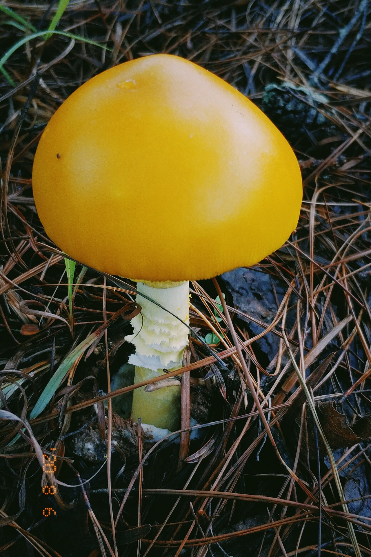 云南野生菌随拍
