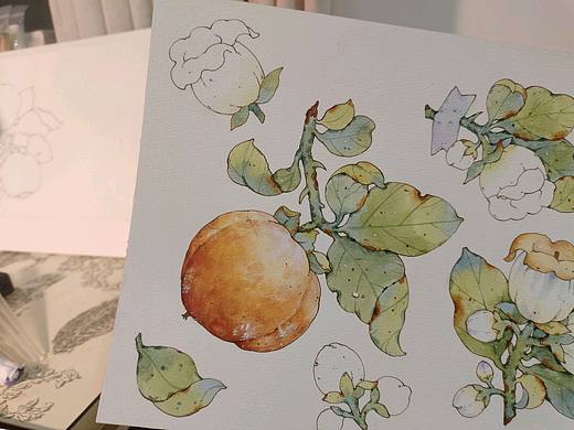 水彩——柿子