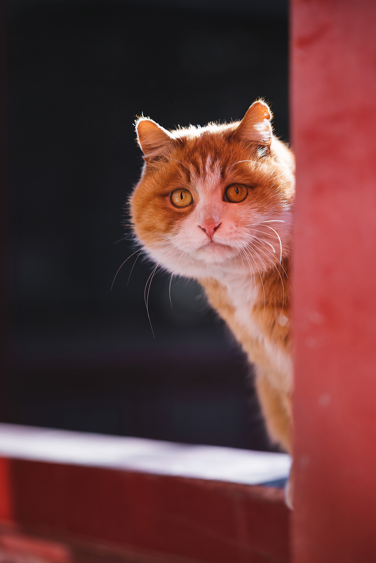 故宫的猫——帕帕