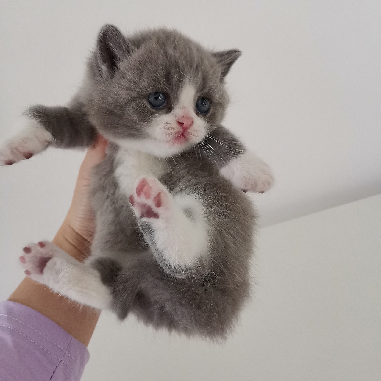 沐米猫舍101英短蓝白性别公下巴无色快猫咪