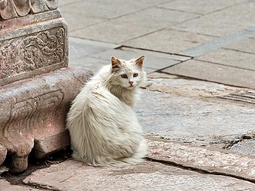不在动物园的动物们