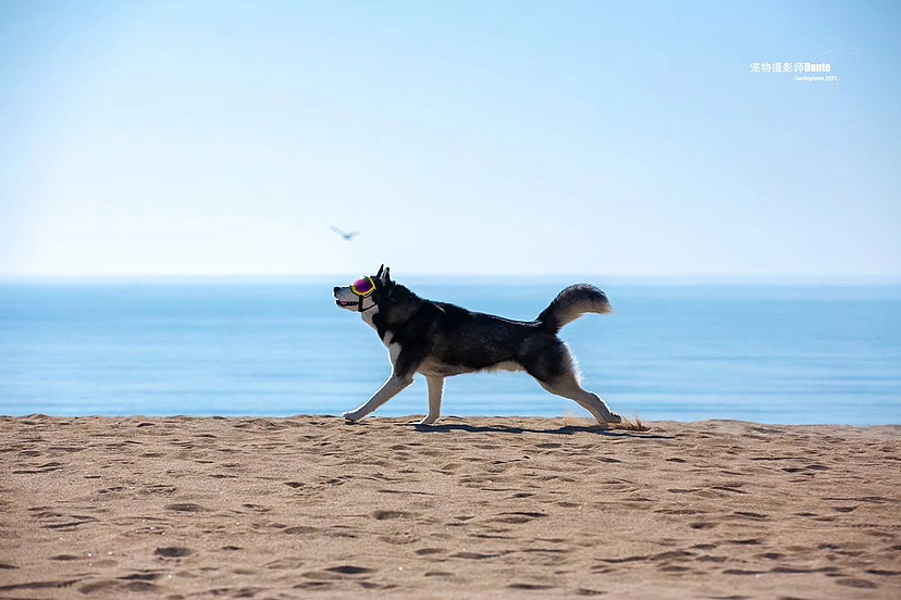 拉布拉多 哈士奇 海边