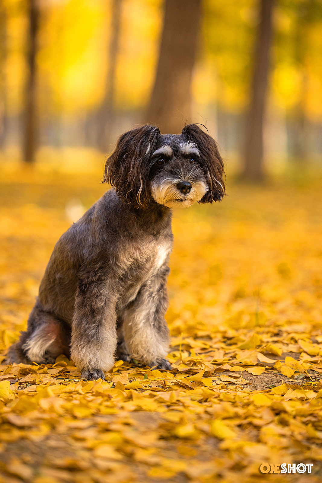 北京的秋天太美了