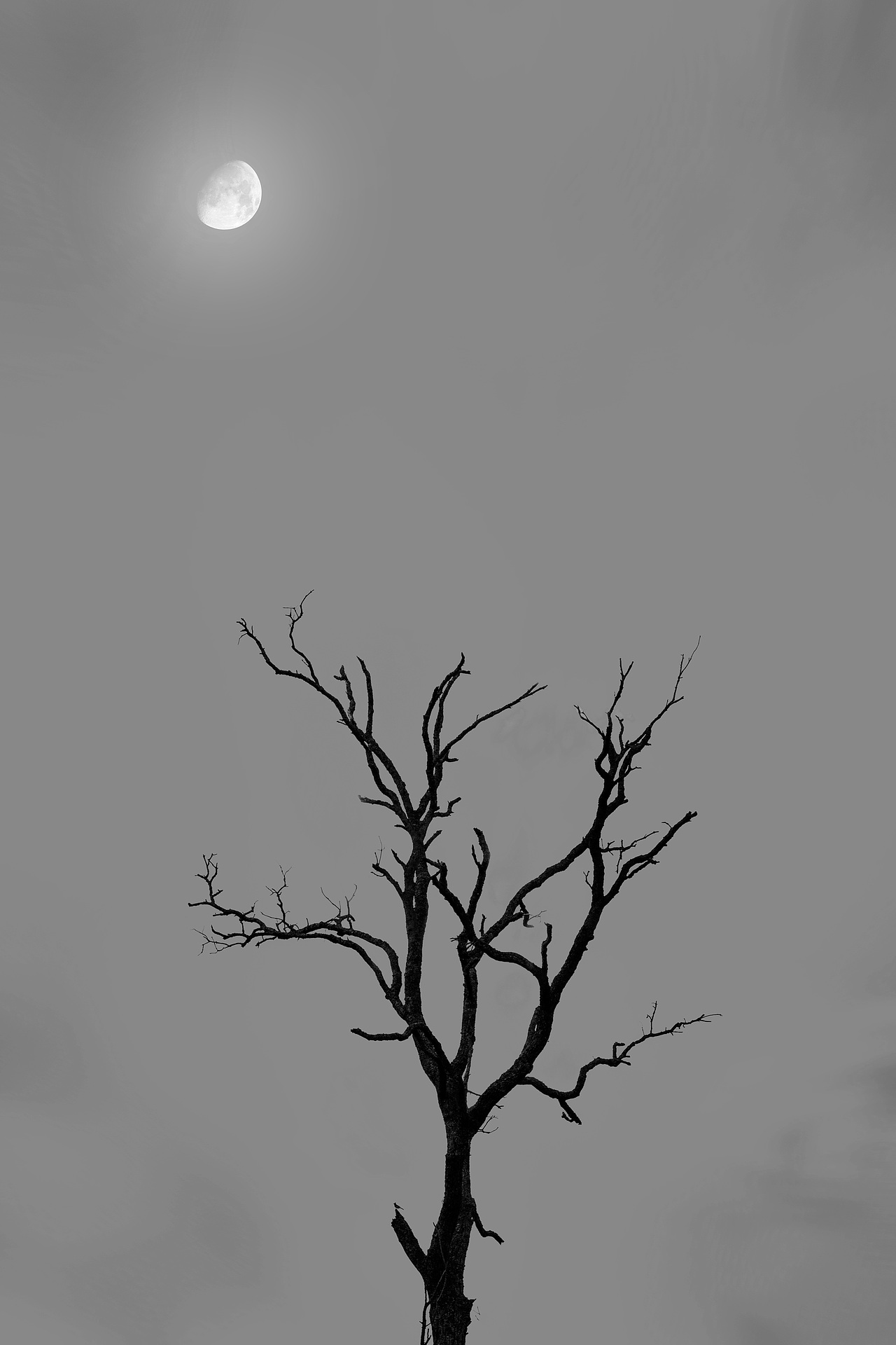 森林（图ZMjA5NzE5NTg0） - 风光摄影 - 站酷设计师zhaohaijung原创素材 - 站酷ZCOOL