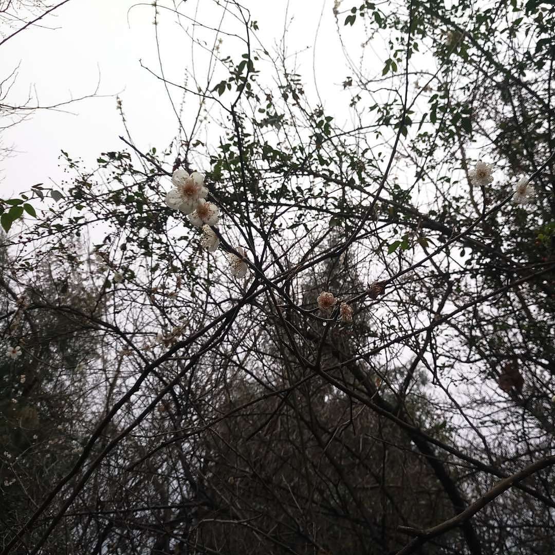 花开当时（图ZMTA1MjQ5NTYw） - 产品摄影 - 站酷设计师珍丫头原创素材 - 站酷ZCOOL