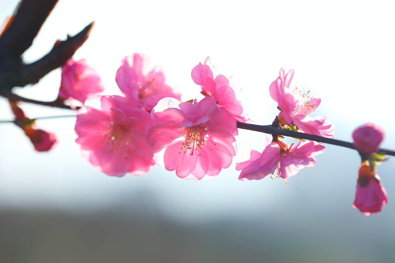 云之南花季（图ZMTA3MjM2Nzky） - 风光摄影 - 站酷设计师源起原创素材 - 站酷ZCOOL