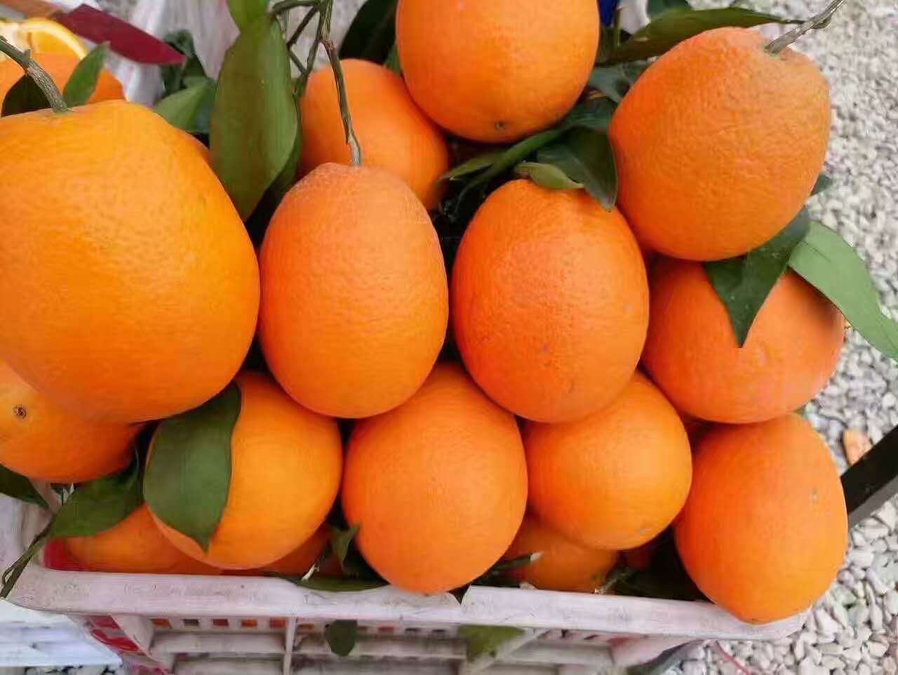 有人称呼它叫果冻 — —爱媛果冻橙|摄影|产品|壹秋_冬藏 - 原创作品 - 站酷 (ZCOOL)