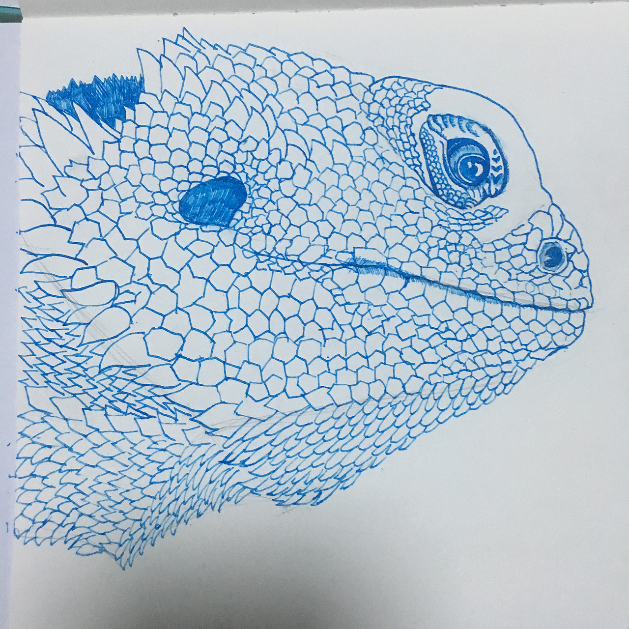 钢笔手绘鬃狮蜥