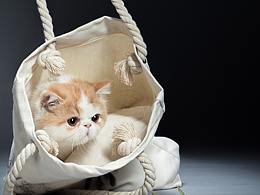 小猫咪