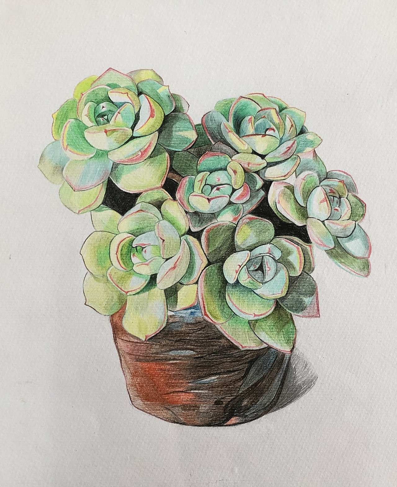 纯彩铅多肉植物～|插画|艺术插画|彩绘人生121511_临摹作品-站酷zcool