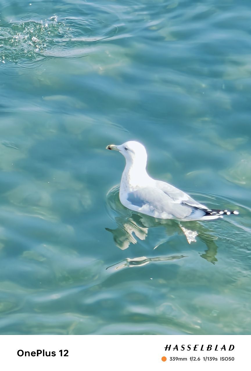 青岛真的是一个特别浪漫的城市