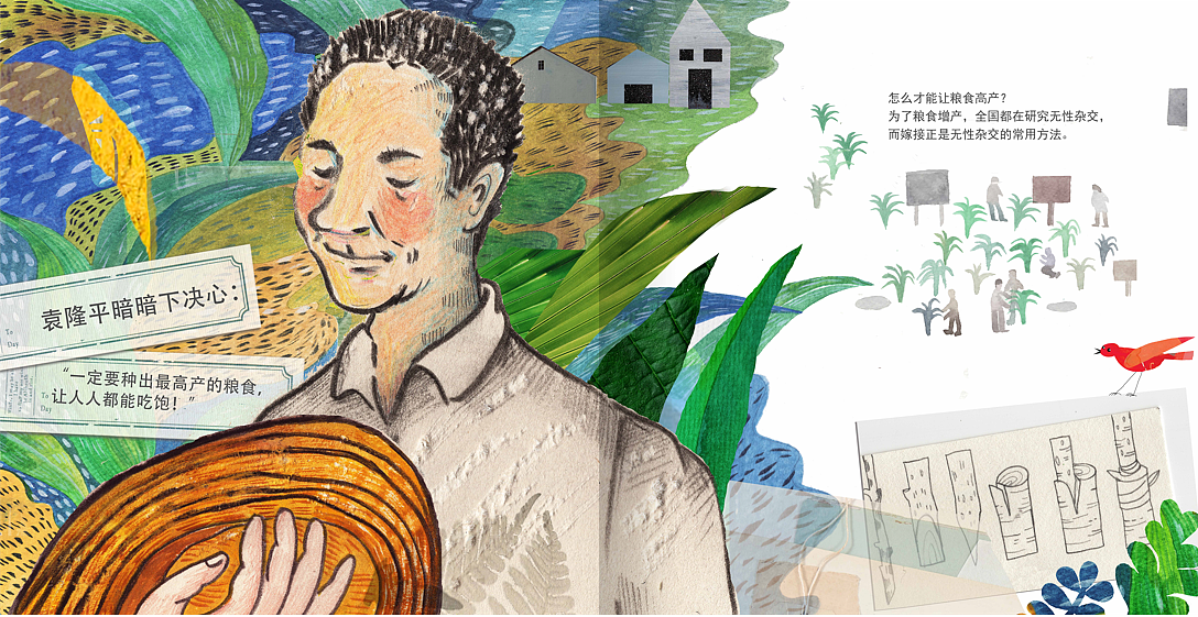绘本《杂交水稻之父袁隆平》各种创作方式都用到了（图ZMjY3NjMwMzIw） - 绘本 - 站酷设计师黛西野鹤原创素材 - 站酷ZCOOL