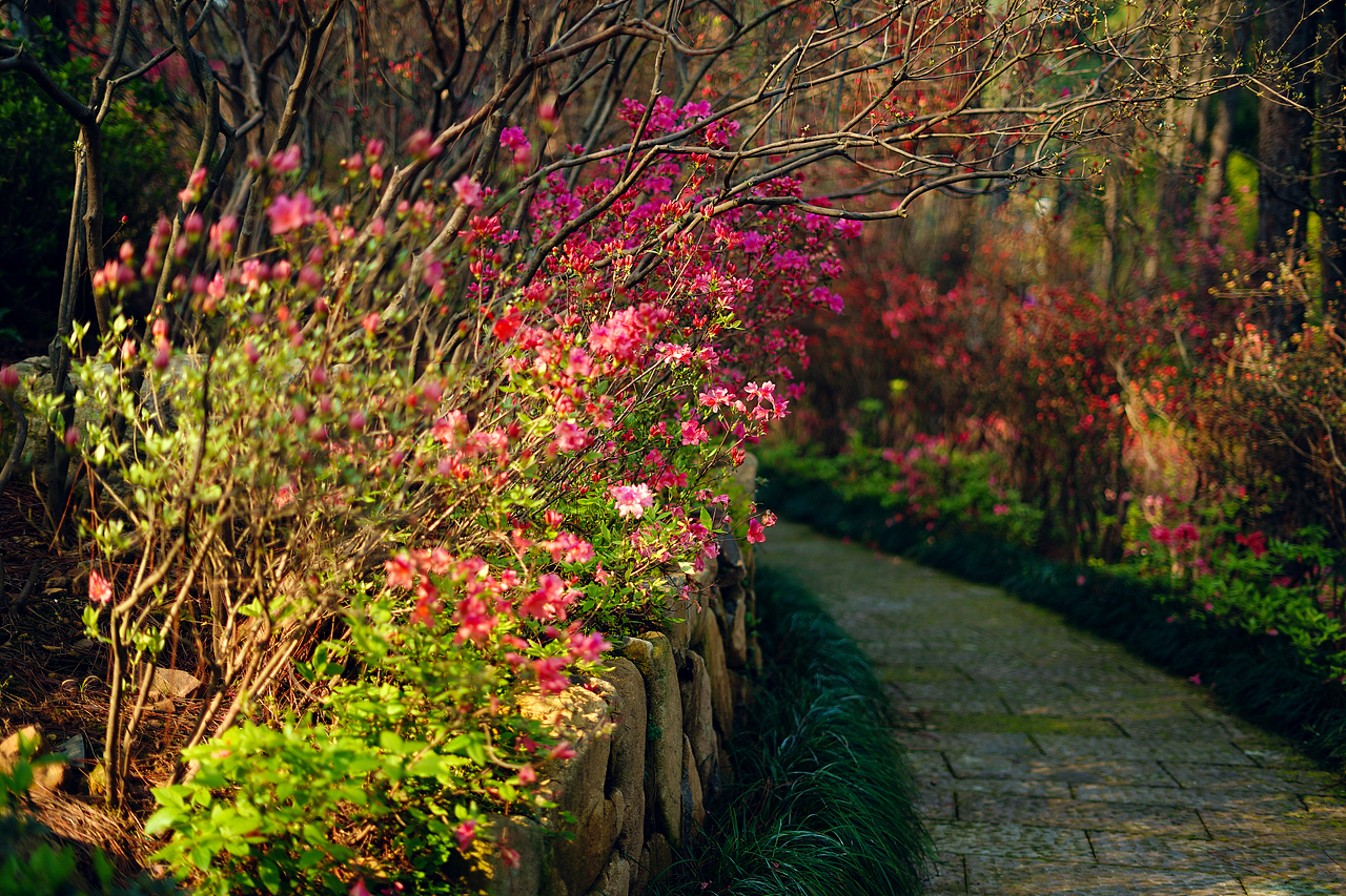 临平公园的杜鹃盛放啦（浙江省杭州市余杭区）（图ZMjAzODM0ODA0） - 风光摄影 - 站酷设计师杭州汪大大原创素材 - 站酷ZCOOL