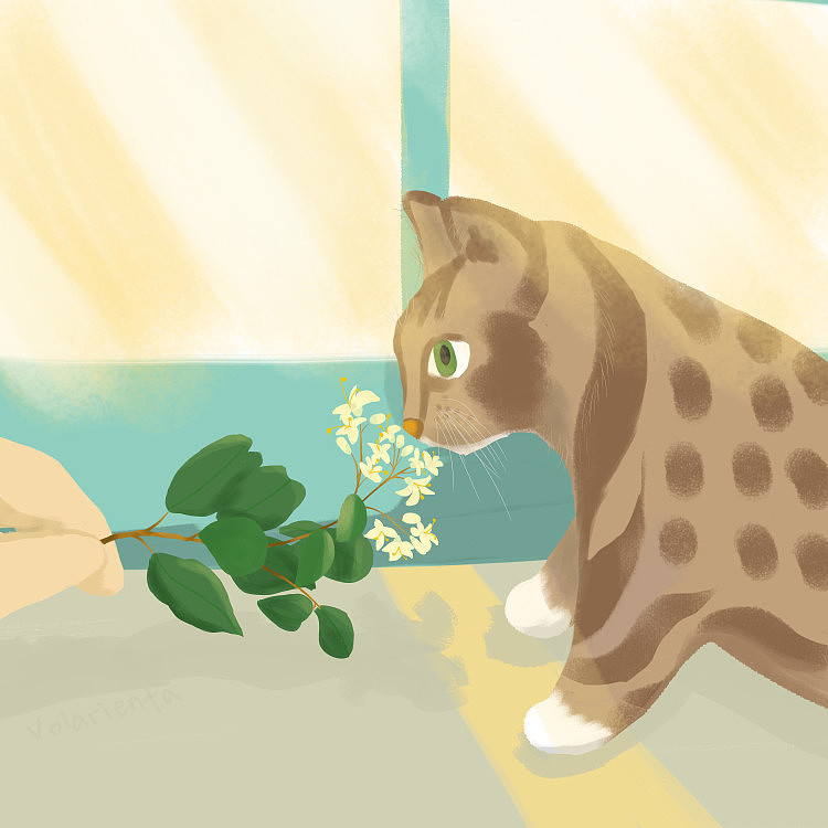 临时蹭住的小猫咪（图ZMjAzMjc3NzEy） - 创作习作 - 站酷设计师Volarienta原创素材 - 站酷ZCOOL