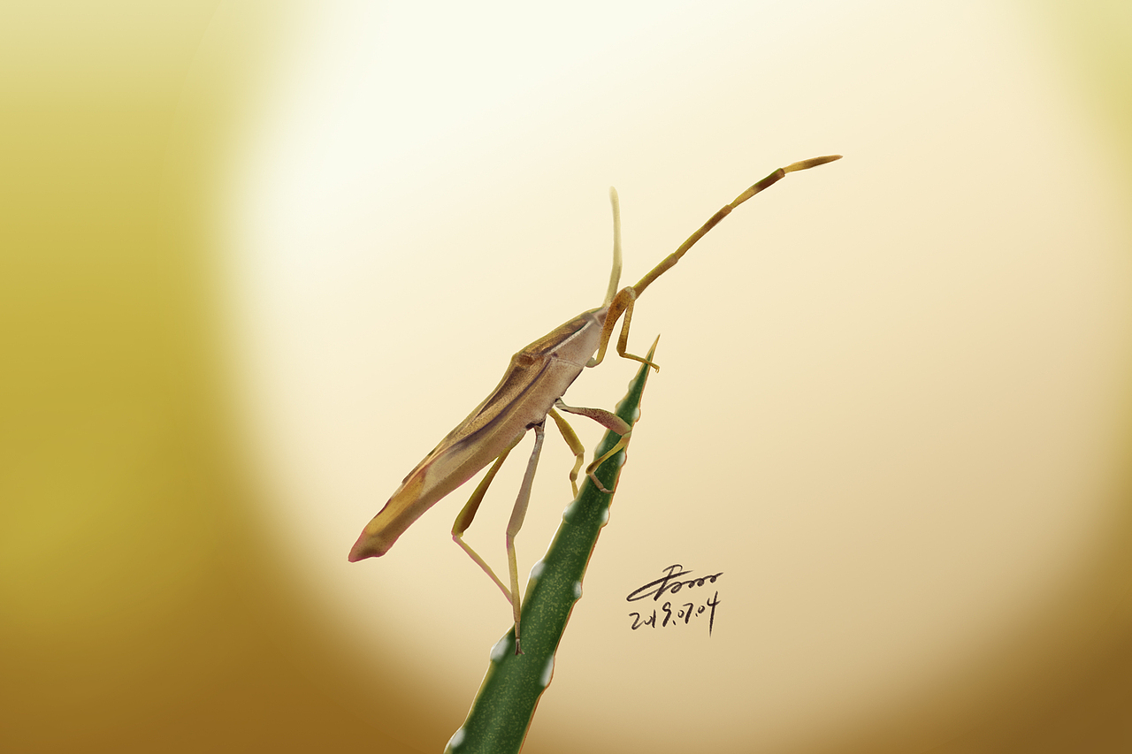 7月写实昆虫练习