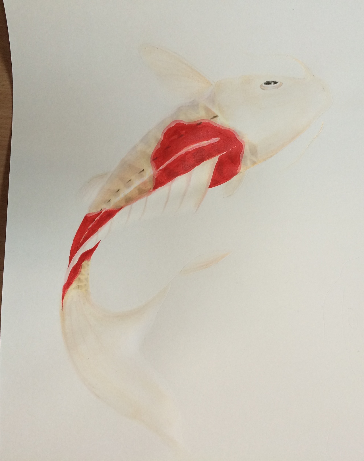 最近画的鱼|纯艺术|绘画|震9595 - 原创作品 - 站酷 (zcool)