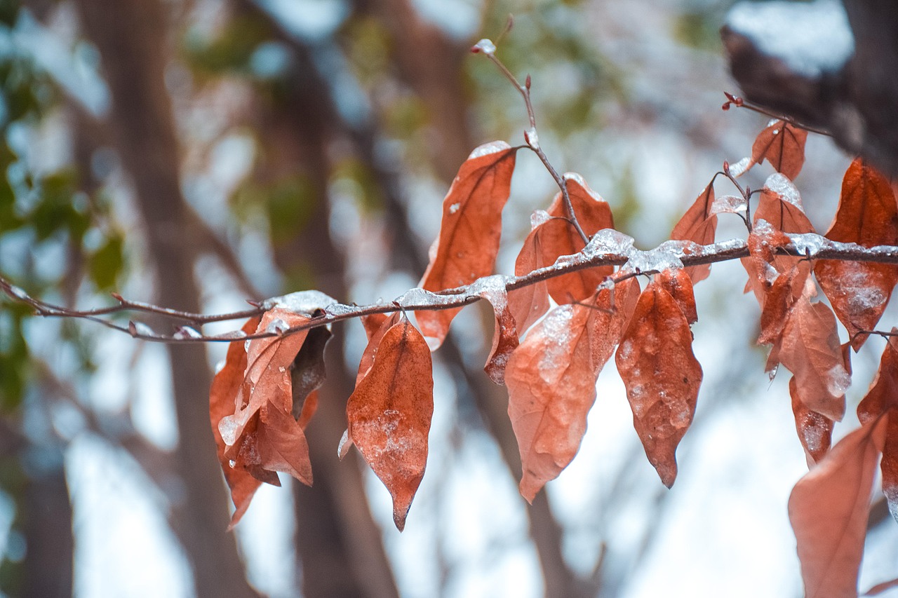 让我在雪地里再撒会儿野