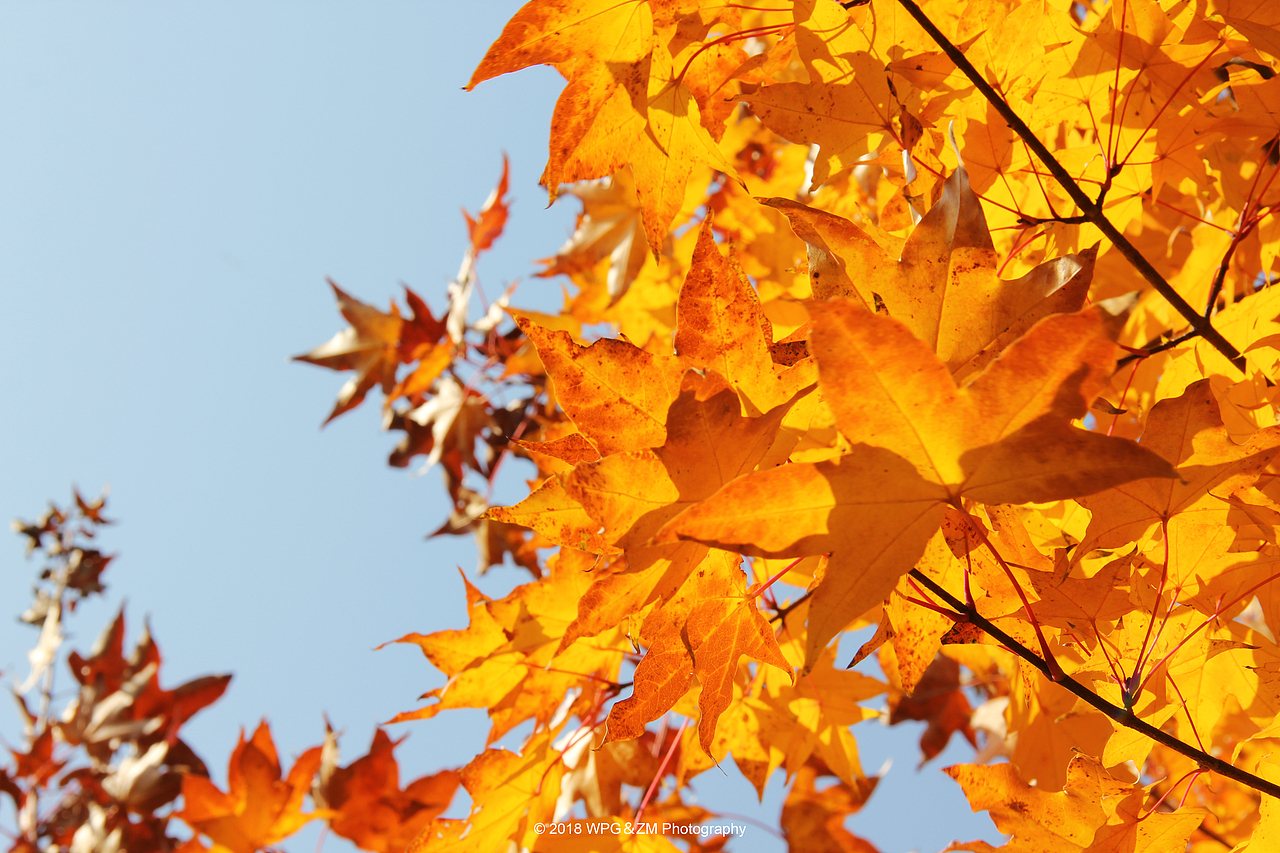 《 金秋十月 》