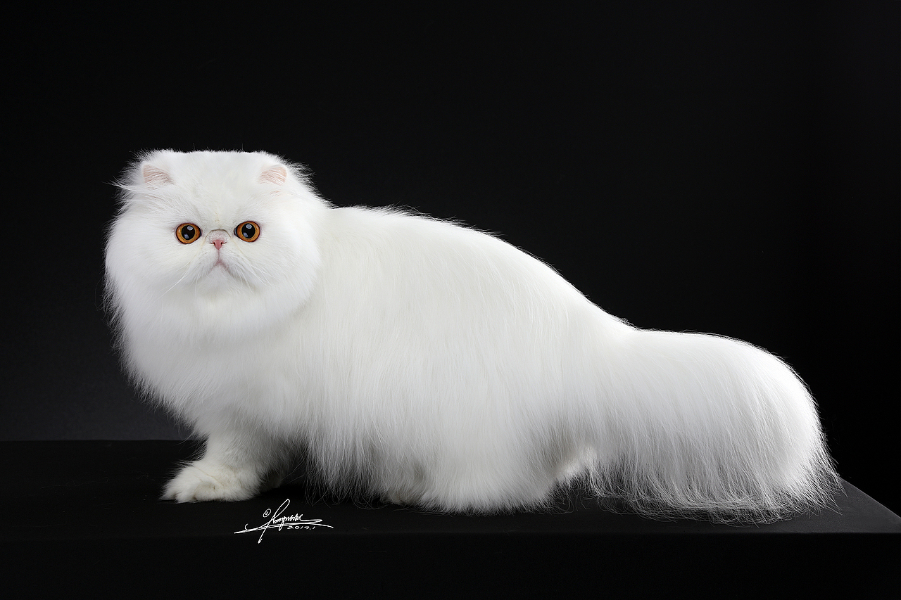 异国长毛猫AMYWORKS,拍摄于浙江义乌