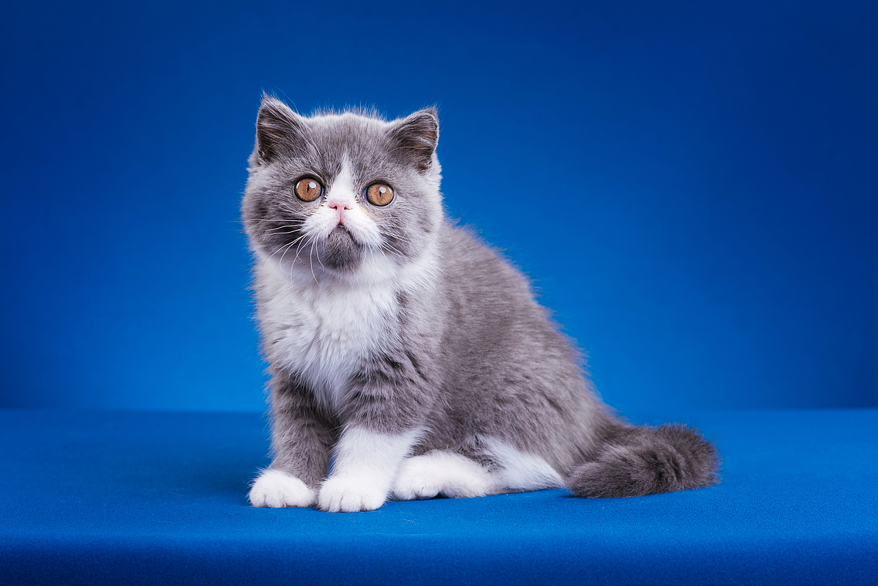 异国短毛猫柿饼儿和他的孩子们（图ZMTUyNTQ2MzI4） - 宠物摄影 - 站酷设计师克查原创素材 - 站酷ZCOOL