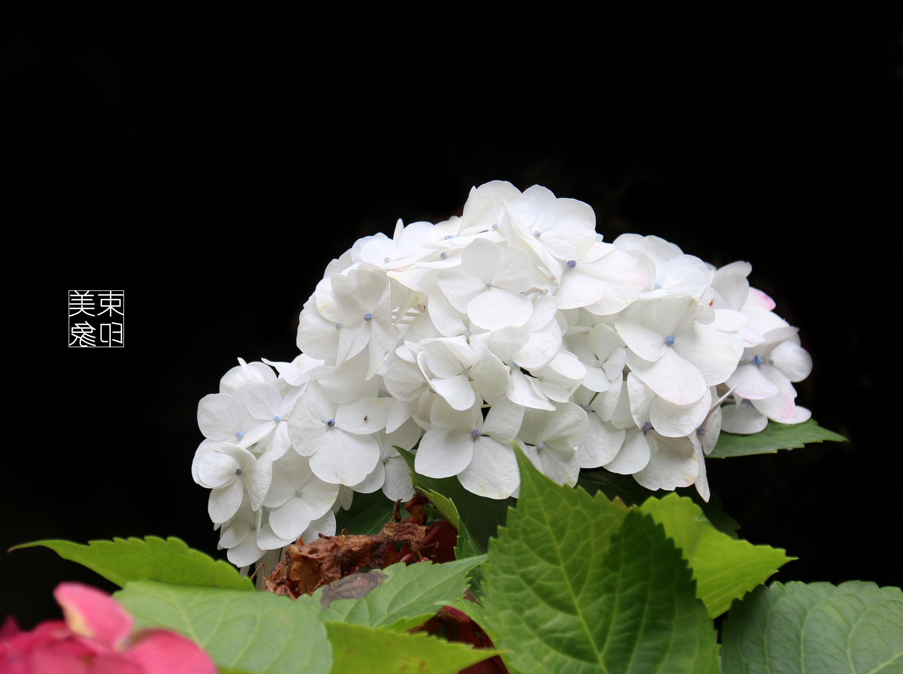 绣球花|摄影|静物|美束印象 - 原创作品 - 站酷 (zcool)