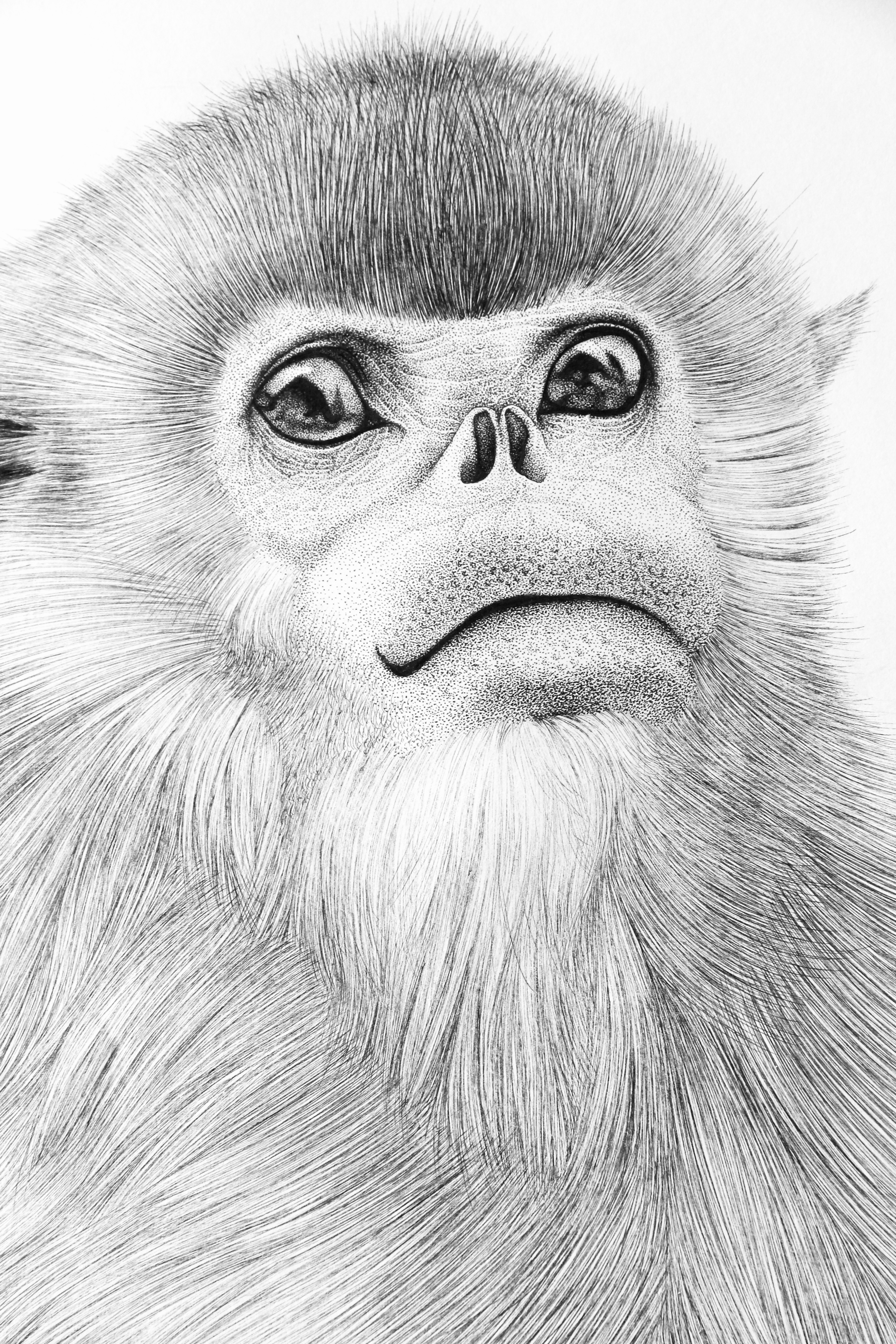 金丝猴怎么画简单图片