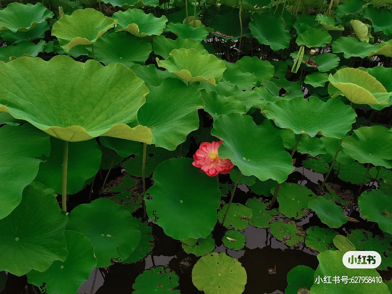 成都荷花荷塘风景🌸（图ZMjU4NjM5MTc2） - 风光摄影 - 站酷设计师Z816408744原创素材 - 站酷ZCOOL