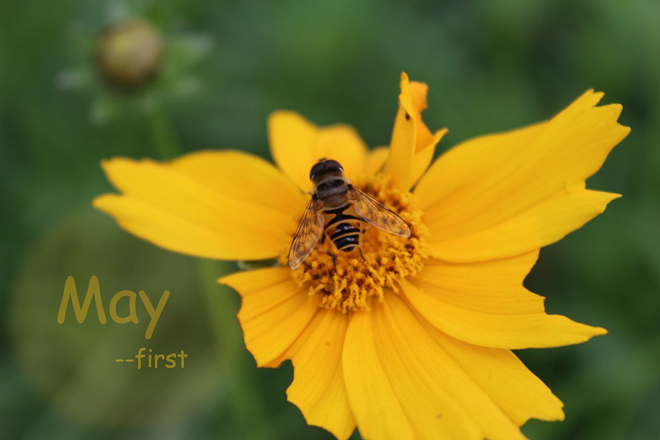 may--first