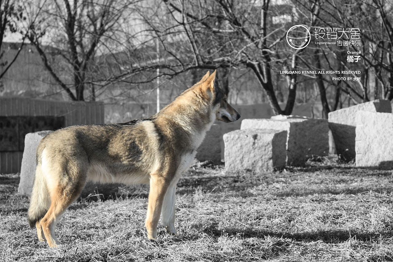 每个男人都想拥有一只狼